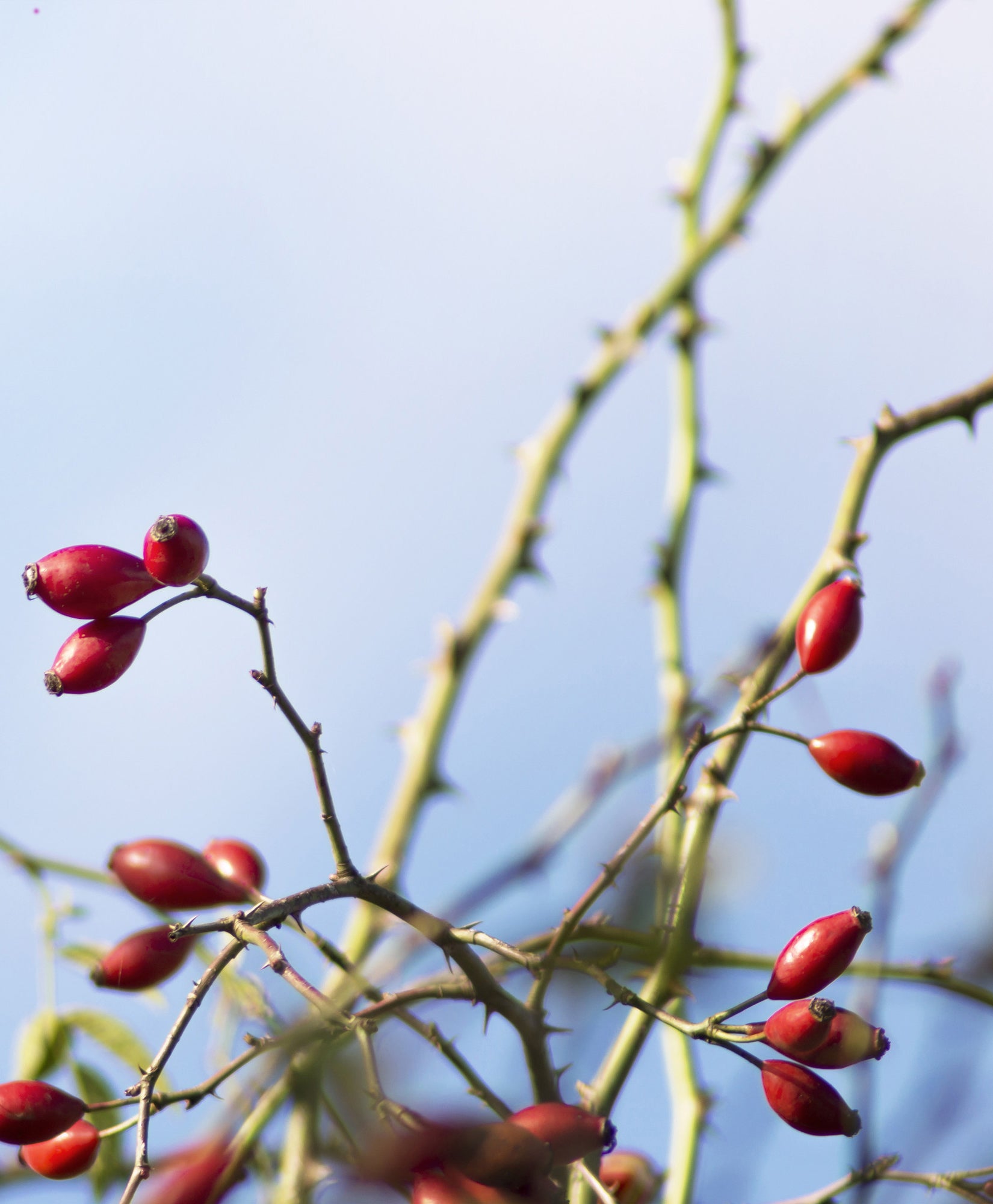 Specialty Treatment Serums - Enessa Organic Skin Care