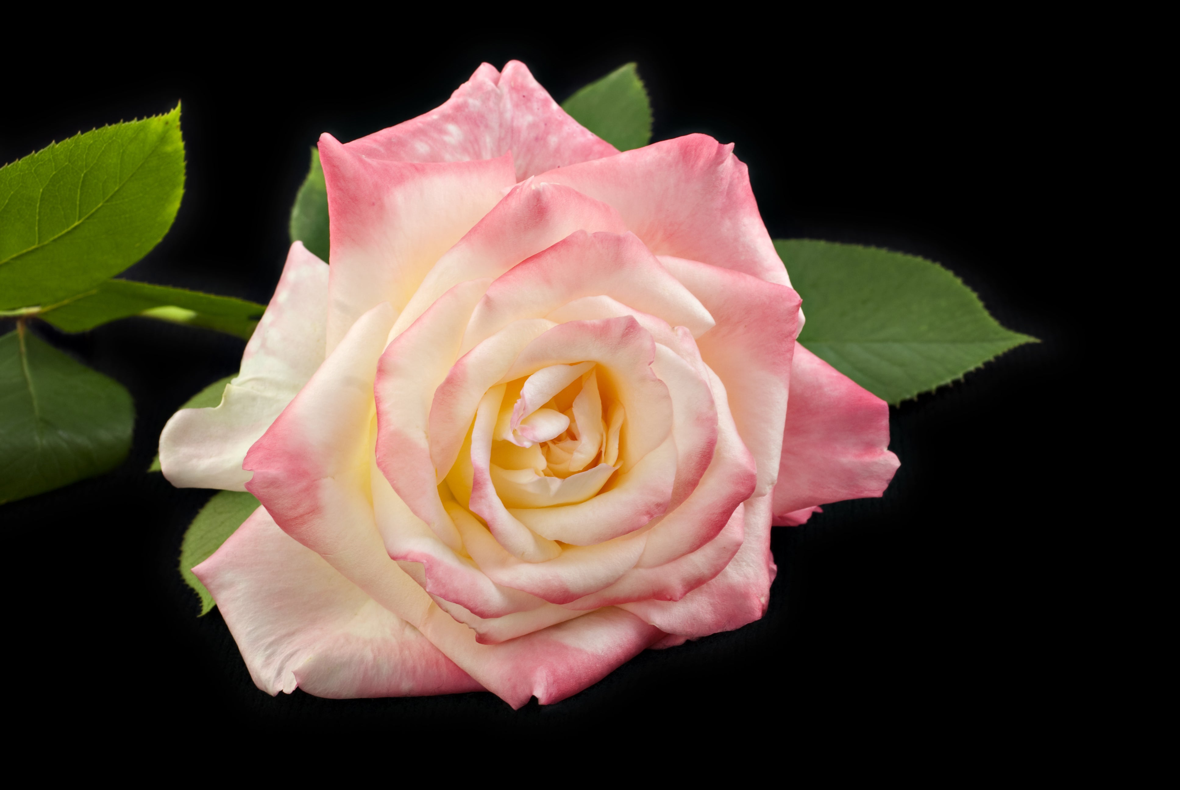 Valentine's Gift Guide - Enessa Organic Skin Care