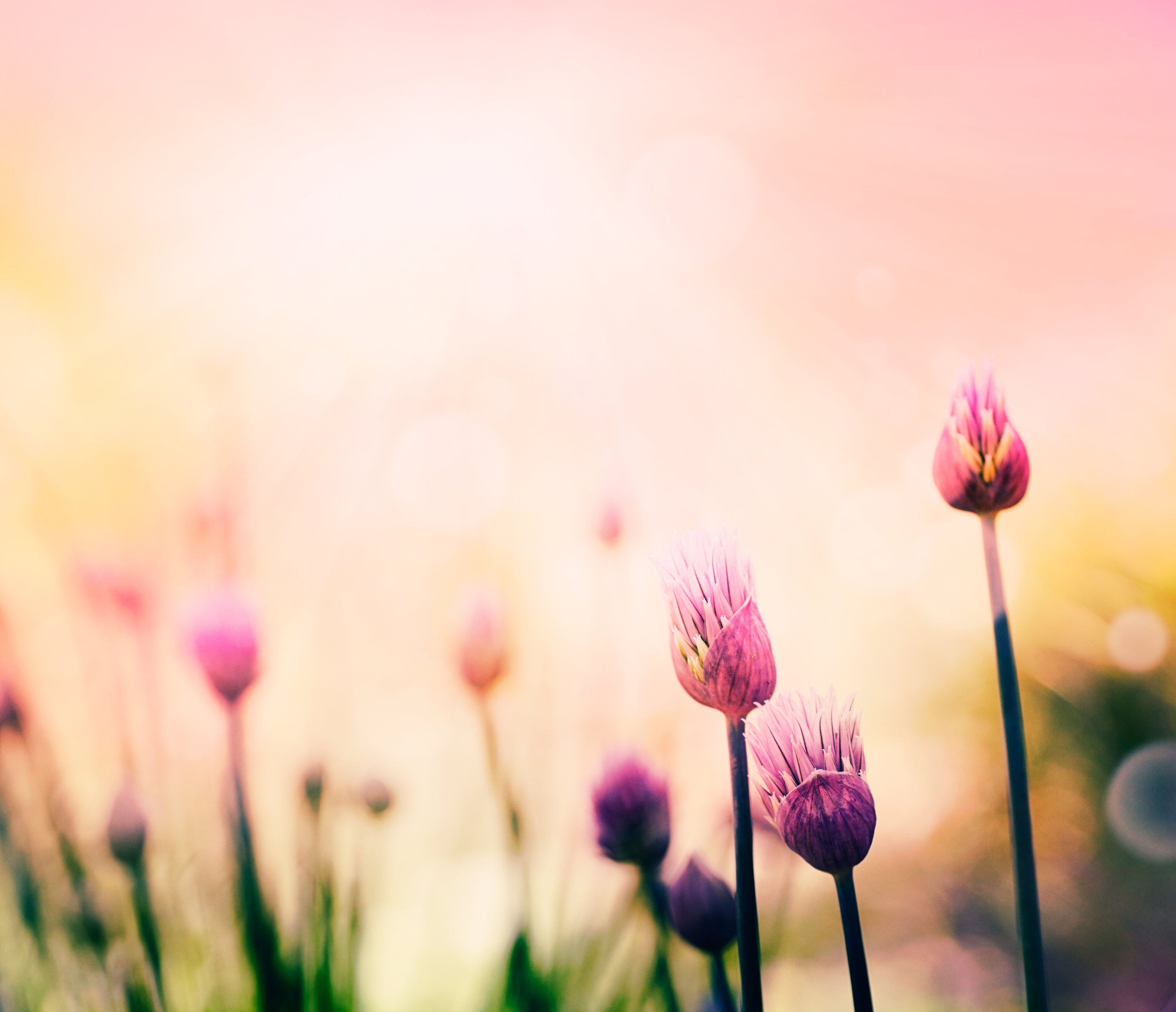 Lifting and Firming - Enessa Organic Skin Care