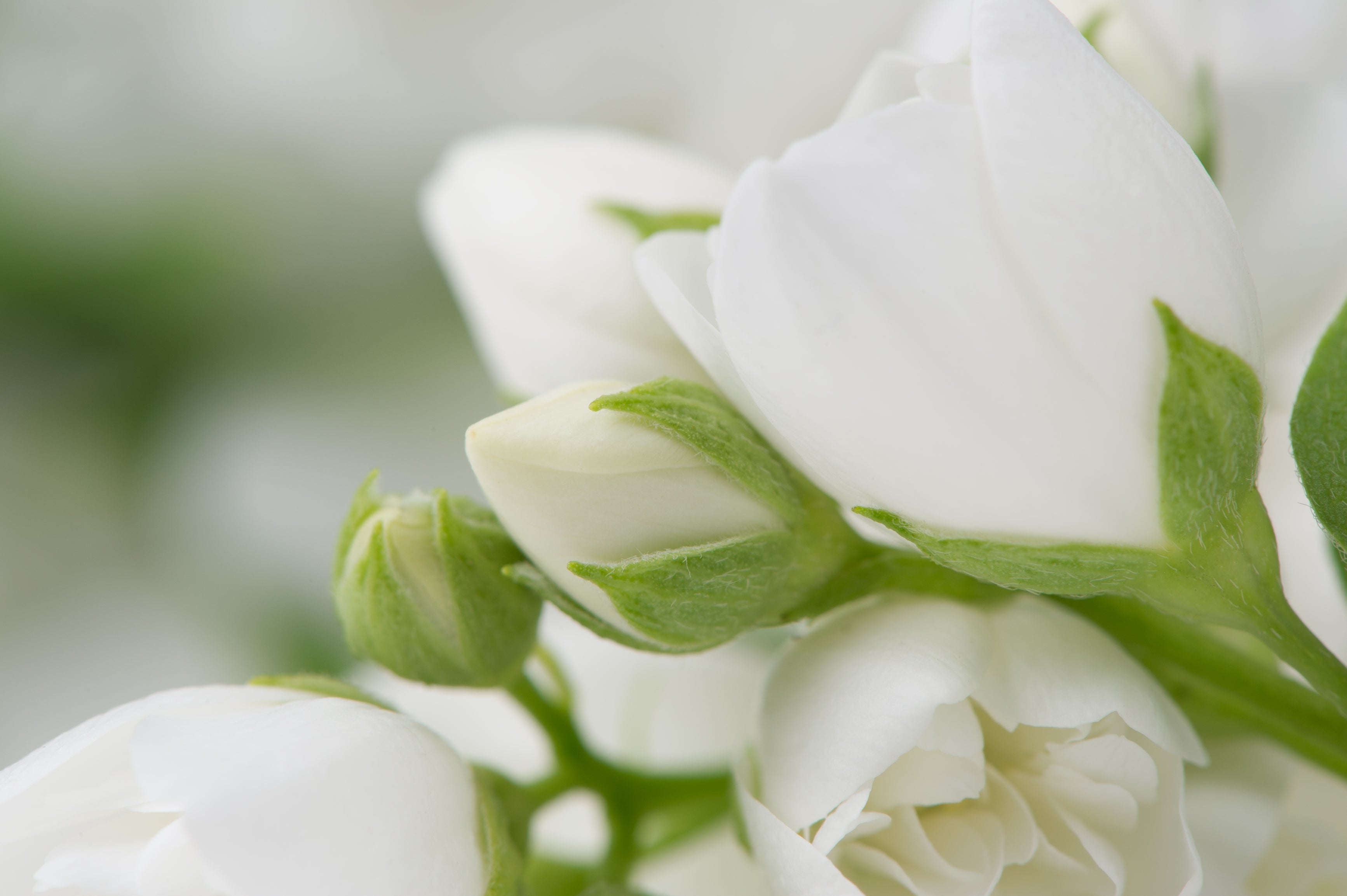 Body Care - Enessa Organic Skin Care